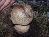 Amanita brunneolocularis image