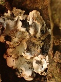 Kretzschmaria deusta image