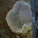 Porpidia albocaerulescens var. albocaerulescens image