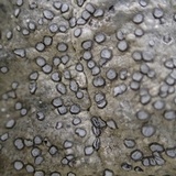 Porpidia albocaerulescens var. albocaerulescens image