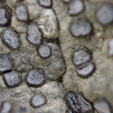 Porpidia albocaerulescens var. albocaerulescens image