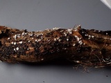 Lachnum virgineum image