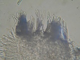 Lachnum virgineum image