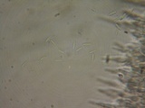 Lachnum virgineum image
