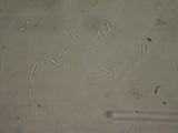 Lachnum virgineum image