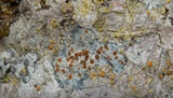 Ramboldia russula image