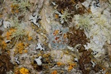 Ramboldia russula image