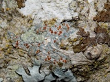 Ramboldia russula image