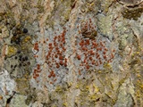 Ramboldia russula image