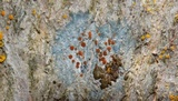 Ramboldia russula image