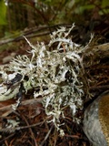 Platismatia herrei image