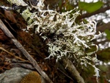 Platismatia herrei image