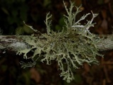 Platismatia herrei image
