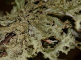 Platismatia herrei image