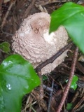 Chlorophyllum olivieri image