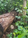 Chlorophyllum olivieri image