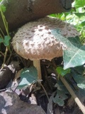 Chlorophyllum olivieri image