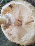 Chlorophyllum olivieri image