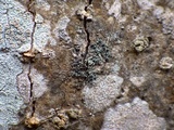 Rinodina roboris image