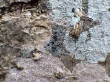Rinodina roboris image