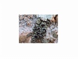 Rinodina roboris image