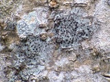 Rinodina roboris image