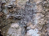 Rinodina roboris image