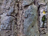 Rinodina roboris image