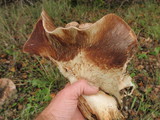 Tricholoma dryophilum image