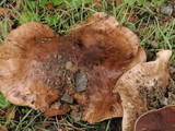 Tricholoma dryophilum image