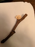 Xylaria cubensis image