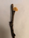 Xylaria cubensis image