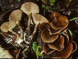 Agrocybe firma image
