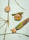 Ascopolyporus polychrous image
