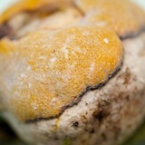 Ascopolyporus polychrous image