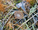 Coltricia perennis image