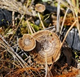 Coltricia perennis image