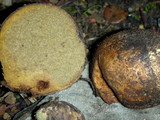 Rhizopogon villosulus image