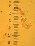 Rhizopogon villosulus image