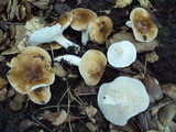 Hygrophorus roseobrunneus image