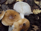 Hygrophorus roseobrunneus image