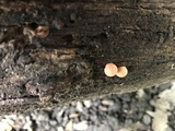 Lycogala epidendrum image
