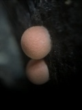 Lycogala epidendrum image