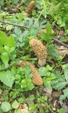 Morchella americana image