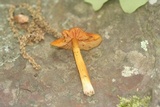 Hygrocybe mucronella image