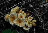 Agrocybe rivulosa image