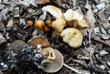 Agrocybe rivulosa image