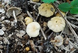 Agrocybe rivulosa image