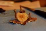 Agrocybe rivulosa image