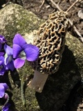 Morchella americana image